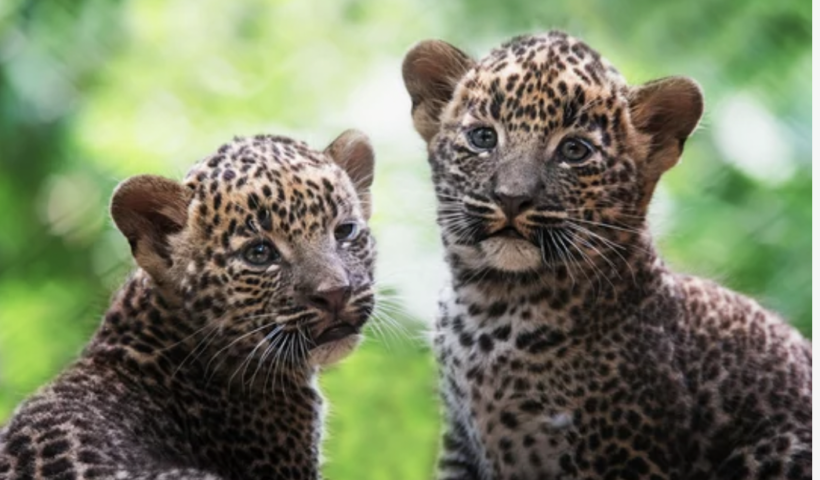 サンディエゴ動物園にアムールヒョウの双子誕生　絶滅危惧種、性別はまだ不明（3/31）